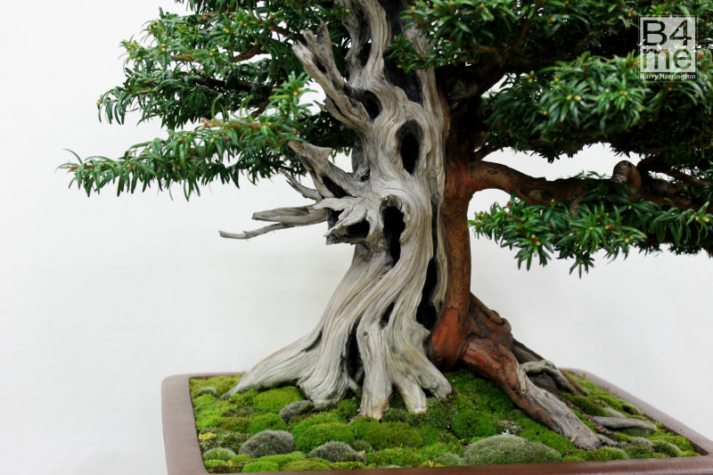 Taxus Yew bonsai